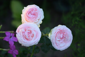Pierre de Ronsard rose flower closeup, Eden Rose pink pastel rose flowers, rose background, floral background.