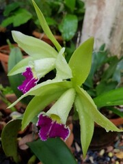 Obraz premium Green orchids represent health, nature, life and longevity, good fortune and happiness.