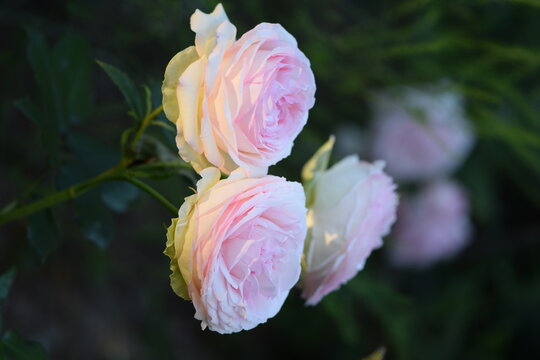 Pierre de Ronsard rose flower closeup, Eden Rose pink pastel rose flowers, rose background, floral background.