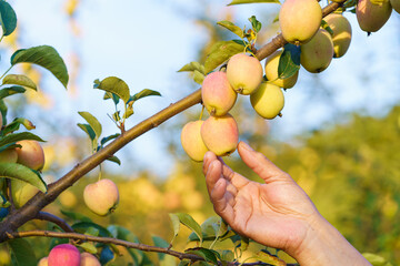 Chicken heart fruit in August in Northeast China