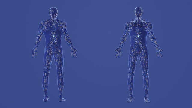 Human lymphatic system 3d anatomy