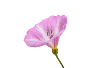 pink bindweed isolated