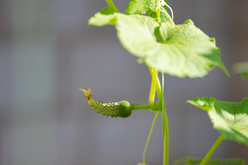 cucumbers growing on the farm