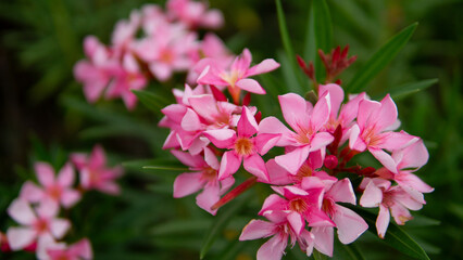 Oleander flowers in the park