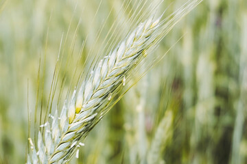 Gros plan sur un brin de blé dans un champ de blé vert