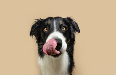 Portrait botder collie dog licking irs lips with tongue, Isolated on beige background, autumn season.