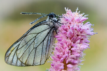 Macro photography of a white butterfly wet by the morning dew. - 636951592