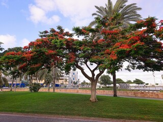 Fototapeta na wymiar Blooming colorful Flamboyant tree (Royal poinciana) at Santa Catalina park, in Las Palmas de Gran Canaria, Spain