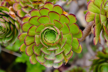 Zakynthos, Ionische Inseln, Griechenland, Blumen 
