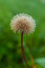 Poranek na łące, rosa, zieleń, macro