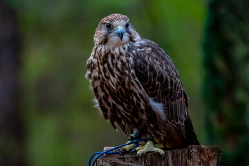 Sacker Falcon In Its Natural Environment
