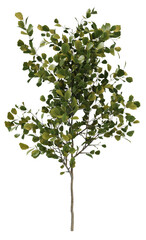 Obraz premium tree isolated on white