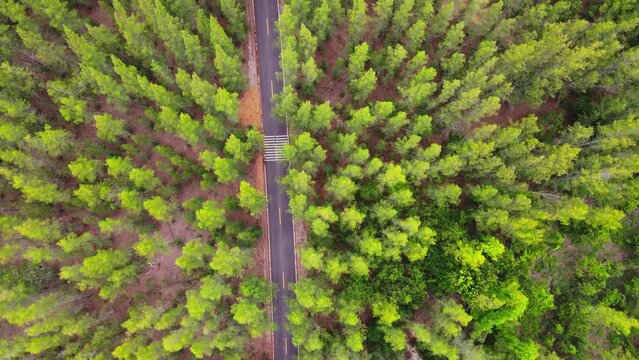 Aerial view drone shot flying over asphalt road in pine tree forest,Thap Sakae, Thailand.