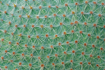 gros plan sur un cactus
