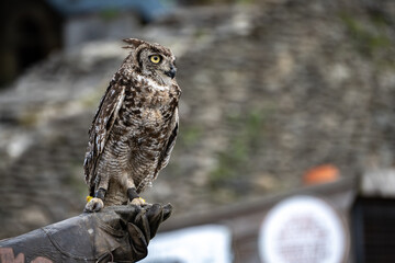 owl ist sitting on a falconers leather glove at la roche en ardenne in belgium.