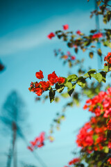 summer 
