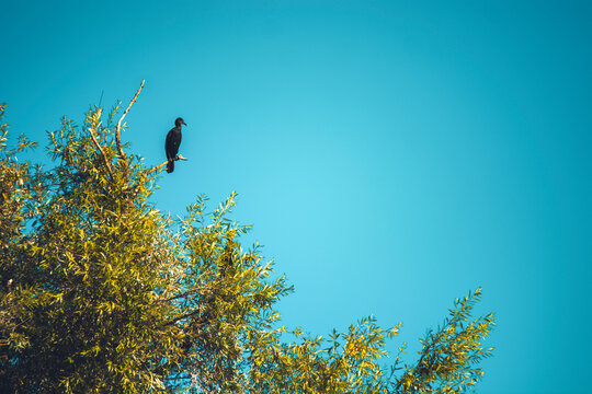 Cormorant