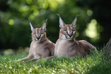 Foto auf Acrylglas A family of caracals resting on the lawn. © Martin