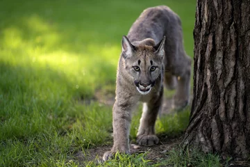 Fototapeten American cougar kitten playing in the meadow. © Martin