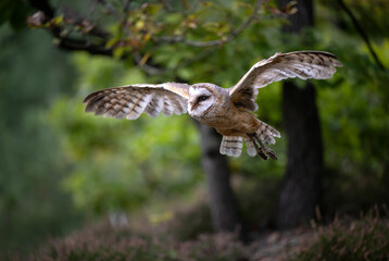 The barn owl spread its wings to take off.