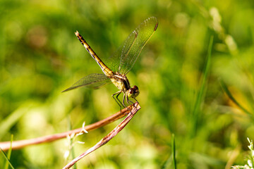 dragonfly resting on a leaf