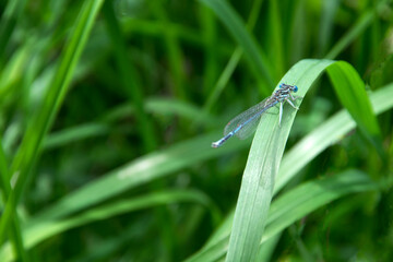 Auf Gras sitzende Libelle