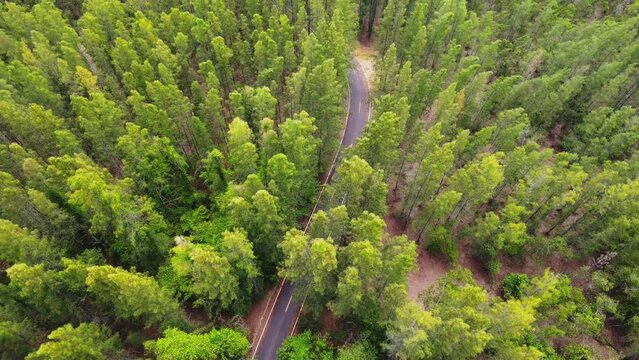 Aerial view drone shot flying over asphalt road in pine tree forest.