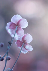 Kwiaty Zawilca japońskiego - Anemone