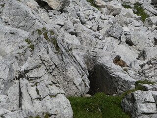 Marmotta