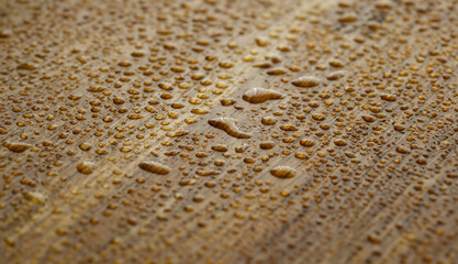 Naturally oak tree with water droplets coated with an oleophobic composition close-up background. Protective wood compound concept.