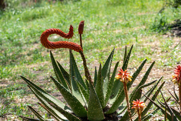 Aloe Ferox in the Seweweekspoort pass , Klein-karoo, Little Karoo, Western Cape, South Africa.