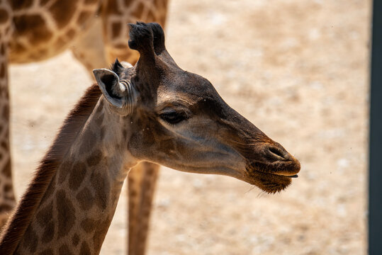 Giraffe, Mammal, Animal image, photography