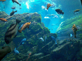 水族館　水槽の中を中を気持ちよさそうに泳ぐ魚たち