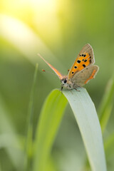 Joli papillon se reposant sur un brin d'herbe