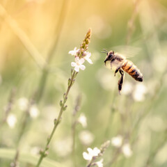 Abeille en vol
