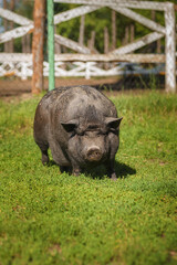 Black pig on green grass.