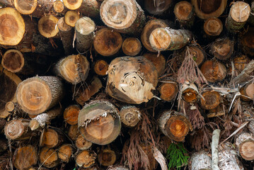 積み上げられた切り出した木