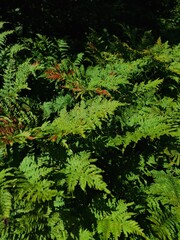 Fototapeta premium fern leaves