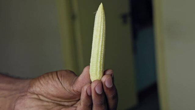 A male hand holds an organic fresh baby corn in the kitchen