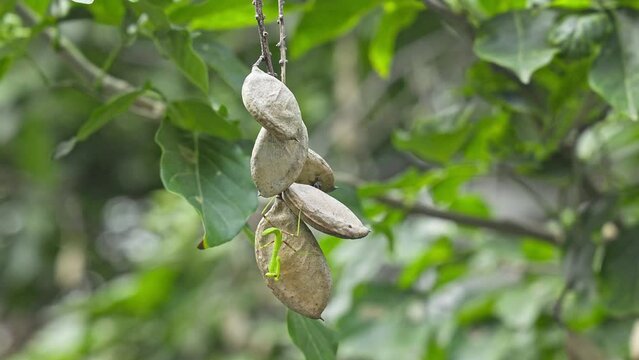 A macro shot of a tiny green praying mantis sitting on pongame oil tree fruits