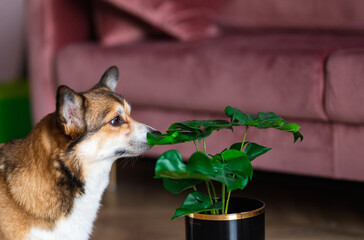 welsh corgi dog and monstera house plant