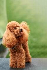 Red-haired poodle outside, copy space.