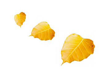 yellow leaf on transparent background, leaf png