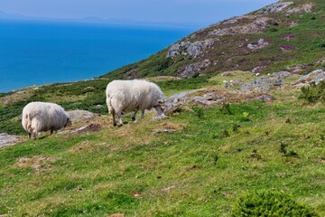 Fototapeta premium sheep on the meadow with mountain