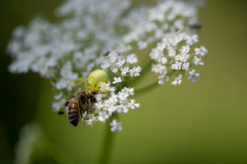 Boucage voyageur, araignée, abeille
