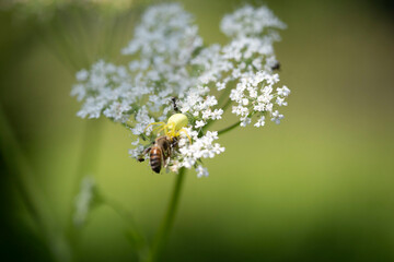 Boucage voyageur, araignée, abeille