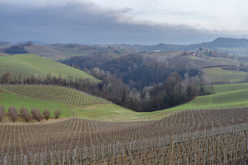 Rural landscape of vines and hills in Langhe, Italy