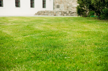 Fototapeta premium Close up view of a lawn level. Summertime season, selective focus. Green grass natural background. Field for mock up