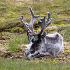 Svalbard-Rentier