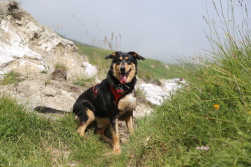 Mahiky chien Beauceron Berger